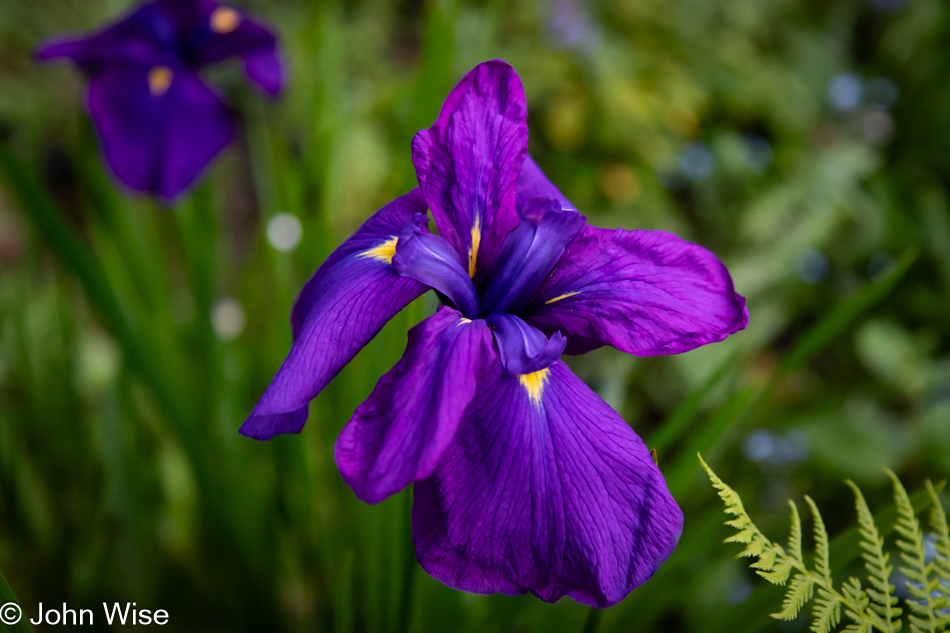 Purple Iris in Depoe Bay, Oregon