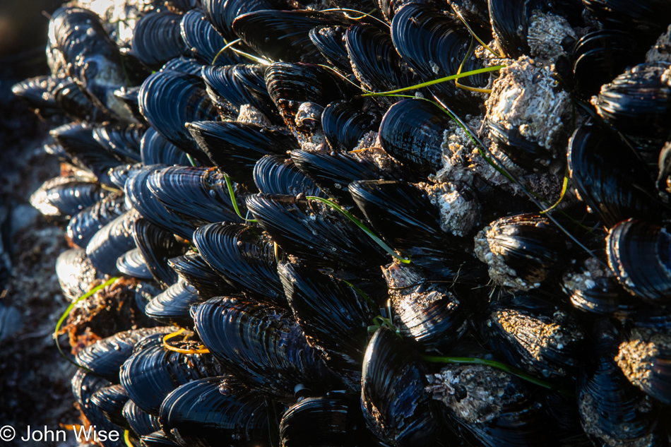Mussels during low tide at Fogarty Creek in Depoe Bay, Oregon