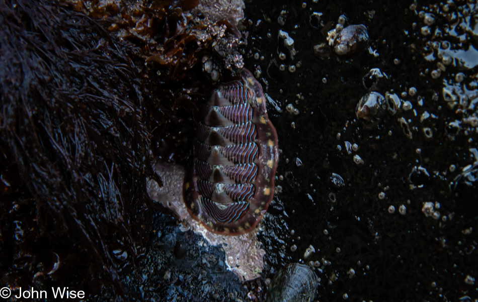 Lined chiton during low tide at Fogarty Creek in Depoe Bay, Oregon