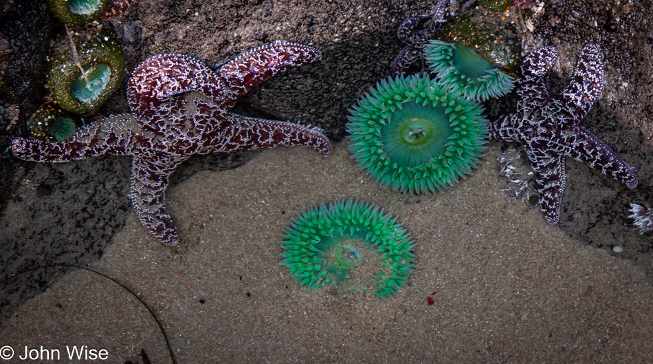 Sea anemone and Starfish during low tide at Fogarty Creek in Depoe Bay, Oregon