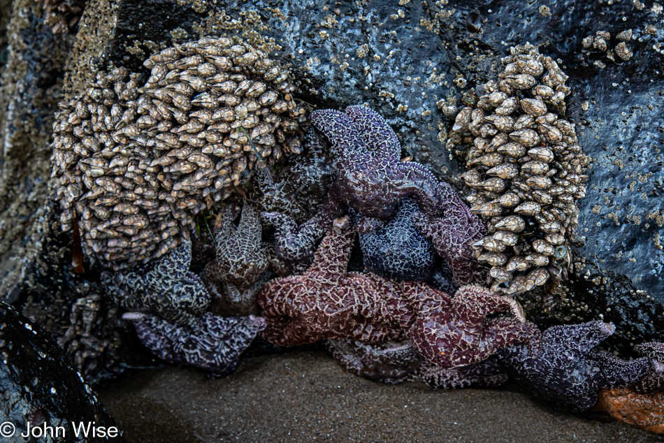 Gooseneck Barnacles and Starfish during low tide at Fogarty Creek in Depoe Bay, Oregon