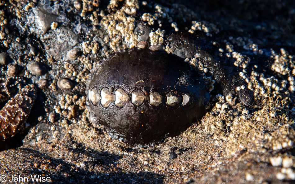 Black Katy Chiton during low tide at Fogarty Creek in Depoe Bay, Oregon