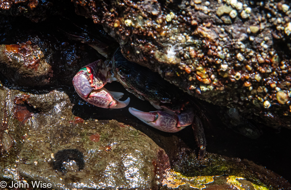 Striped Shore Crab during low tide at Fogarty Creek in Depoe Bay, Oregon
