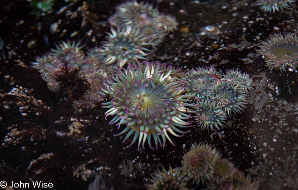 Sea anemone during low tide at Fogarty Creek in Depoe Bay, Oregon