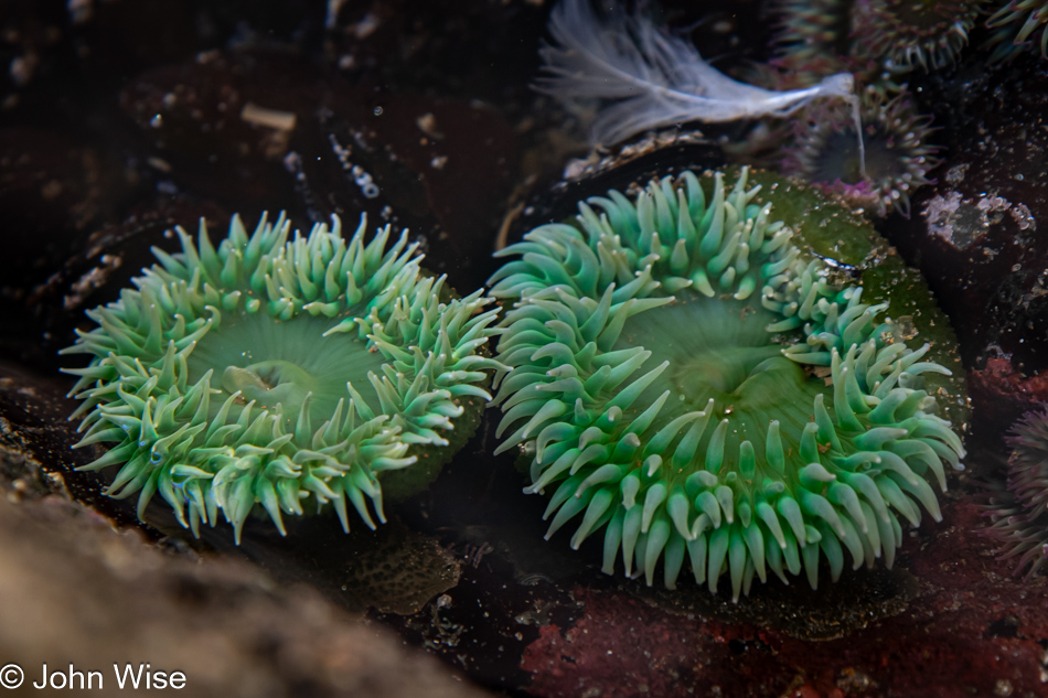 Sea anemone during low tide at Fogarty Creek in Depoe Bay, Oregon