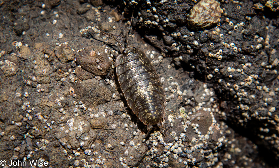 Ligia exotica a.k.a. Sea Roach or Sea Slater during low tide at Fogarty Creek in Depoe Bay, Oregon