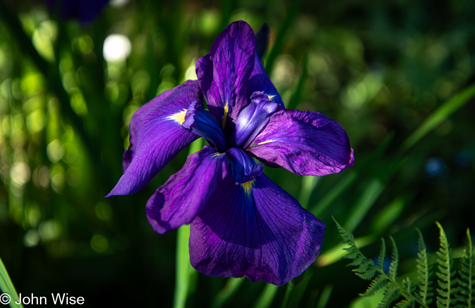 Iris in Depoe Bay, Oregon