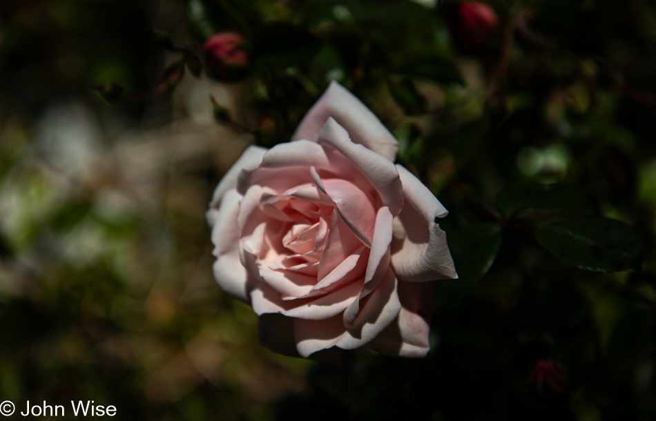 Rose in Depoe Bay, Oregon