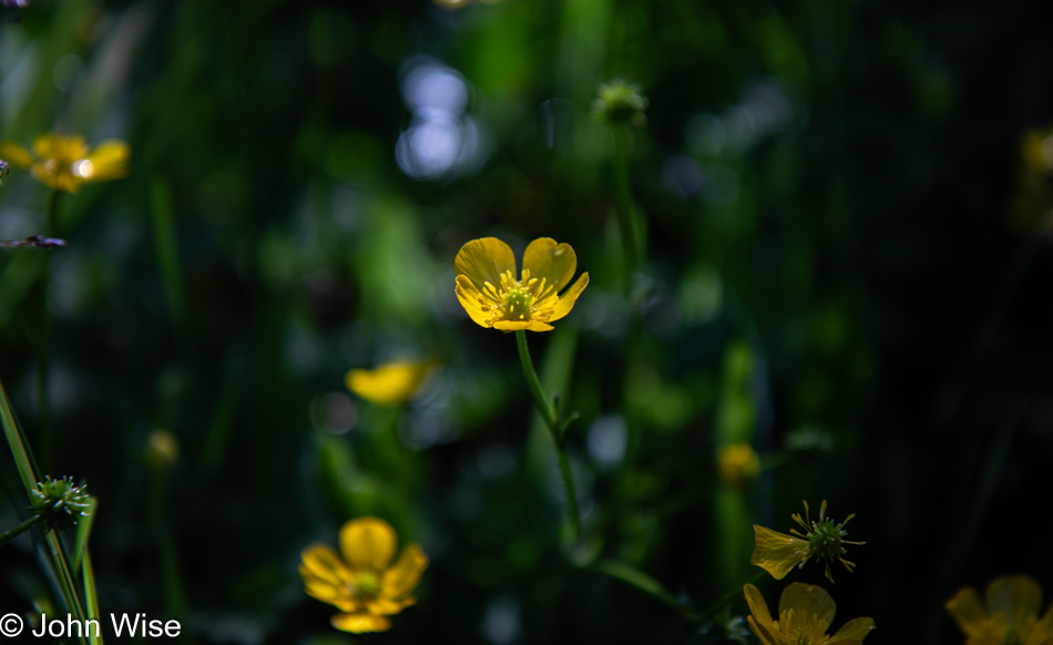 Meadow buttercup in Depoe Bay, Oregon