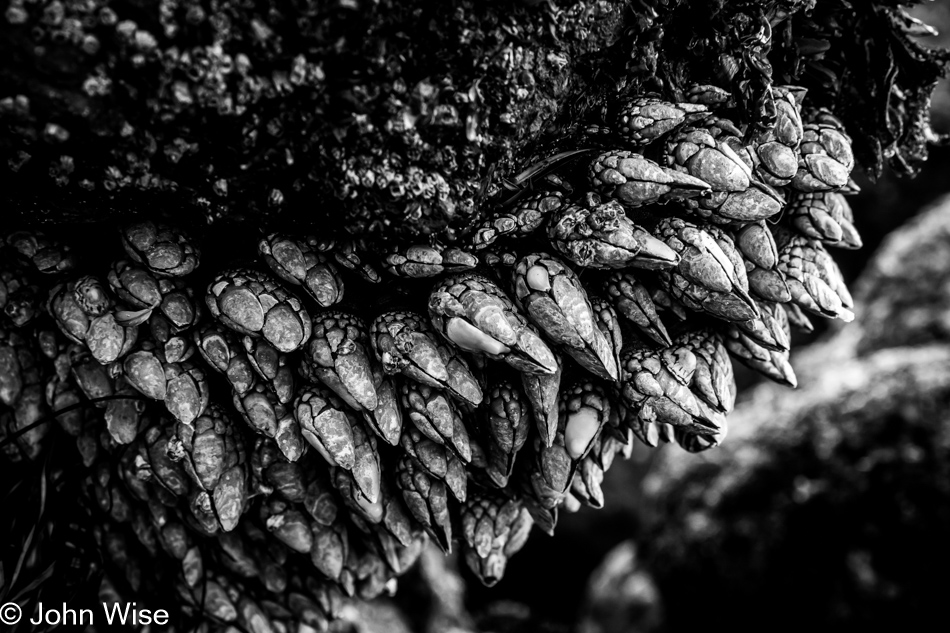 Gooseneck barnacles at Moolack Beach in Newport, Oregon