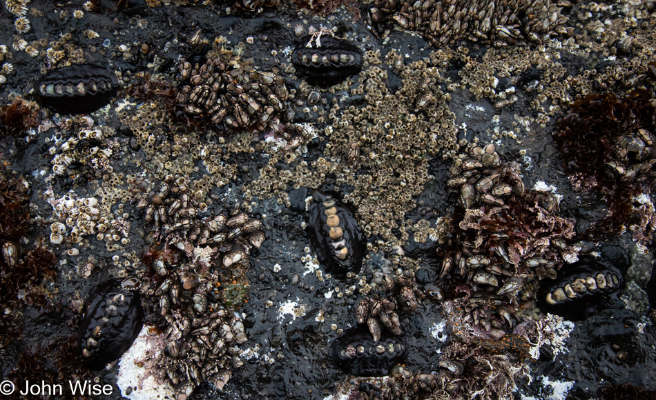 Chitons during low tide at Fogarty Creek Beach in Depoe Bay, Oregon
