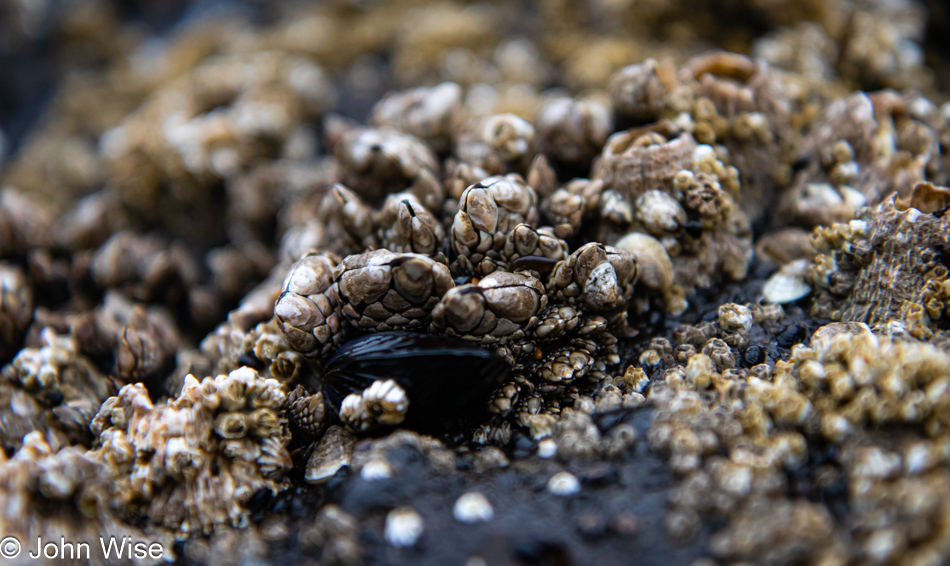 Gooseneck barnacles during low tide at Fogarty Creek Beach in Depoe Bay, Oregon