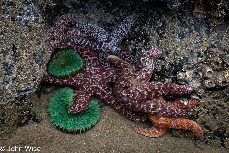 Sea stars and anemones during low tide at Fogarty Creek Beach in Depoe Bay, Oregon