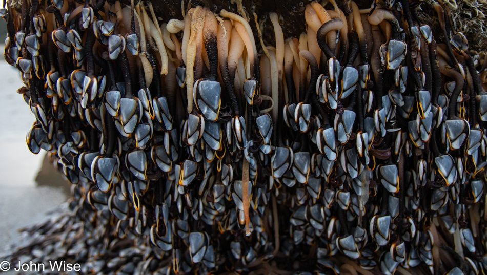 Gooseneck barnacles on Devils Punchbowl Beach in Otter Rock, Oregon
