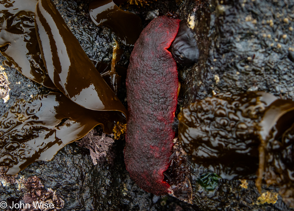 Gumboot Chiton during Low tide at Fogarty Creek Beach in Depoe Bay, Oregon