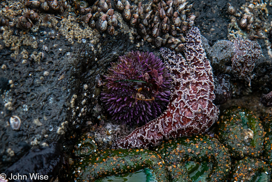 Sea urchin during low tide at Fogarty Creek Beach in Depoe Bay, Oregon