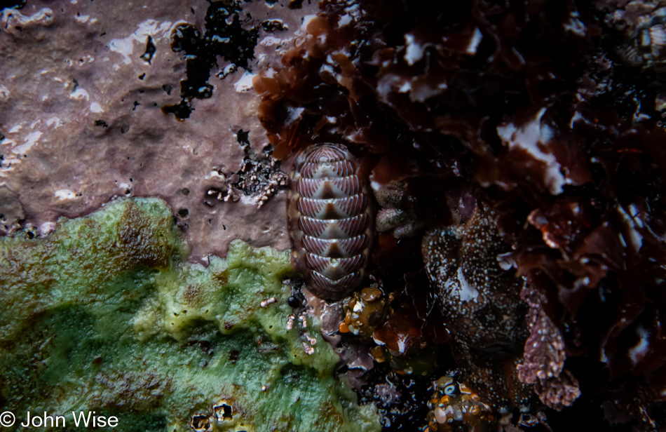 Lined chiton during low tide at Fogarty Creek Beach in Depoe Bay, Oregon