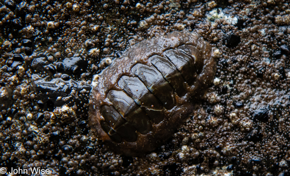 Chiton during Low tide at Fogarty Creek Beach in Depoe Bay, Oregon