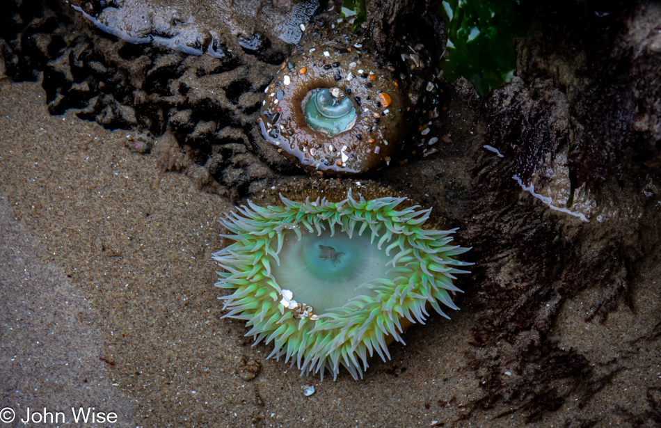Anemone at Roads End Beach during low tide in Lincoln City, Oregon