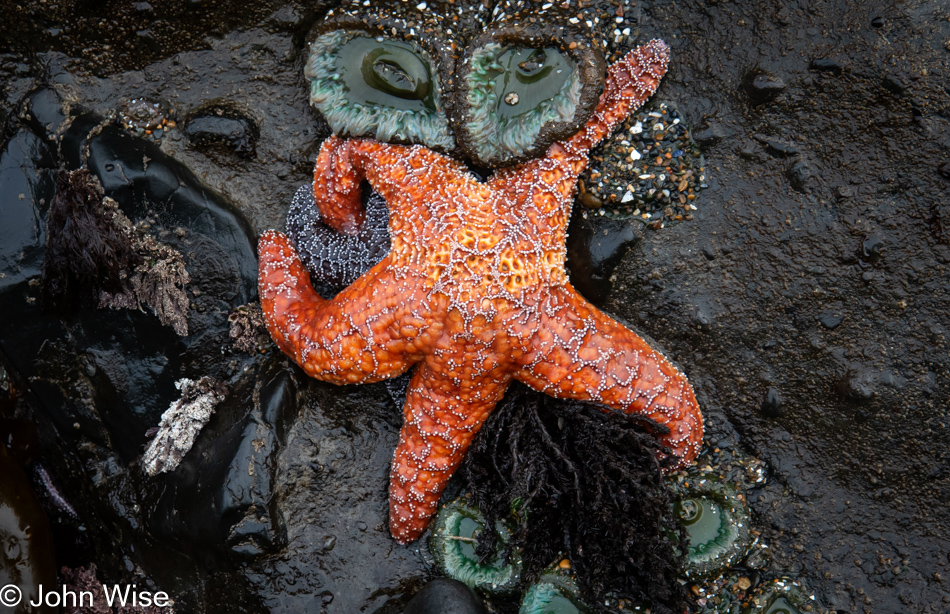 Sea star at Roads End Beach during low tide in Lincoln City, Oregon