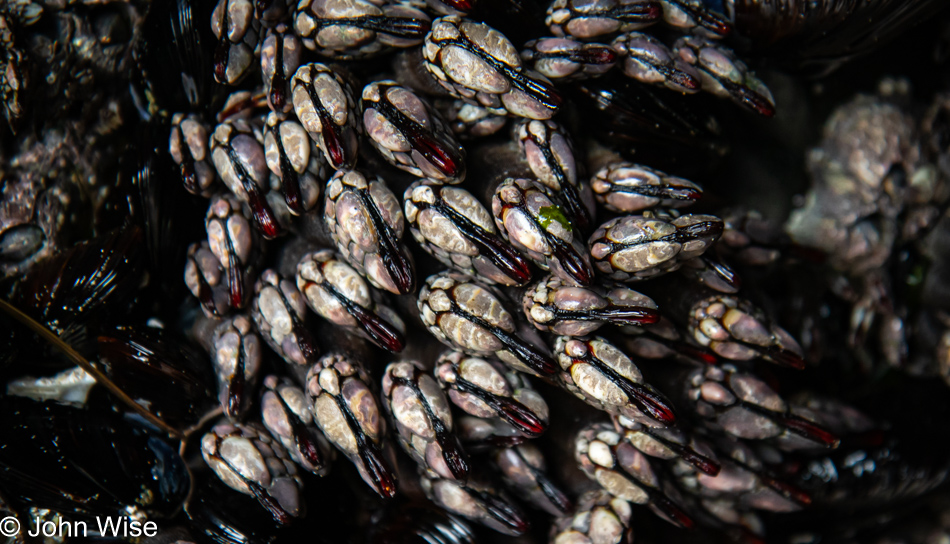 Gooseneck barnacles at Roads End Beach during low tide in Lincoln City, Oregon