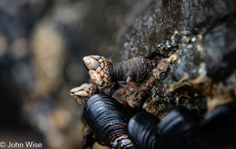 Gooseneck barnacle at Roads End Beach during low tide in Lincoln City, Oregon