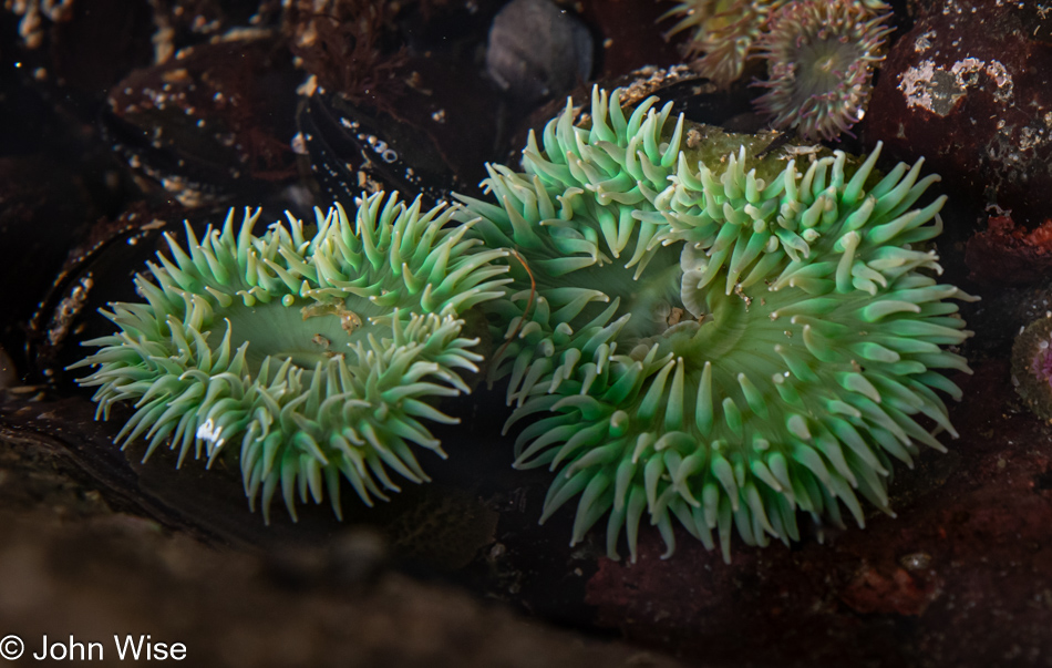 Anemone during low tide at Fogarty Creek in Depoe Bay, Oregon