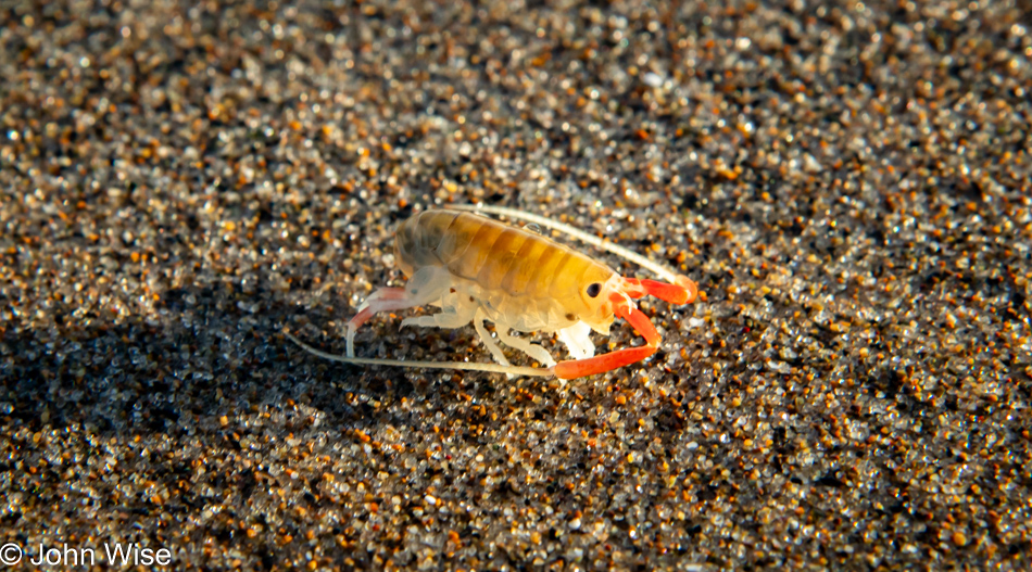 Beach hopper also known as sand flea at Gleneden Beach, Oregon