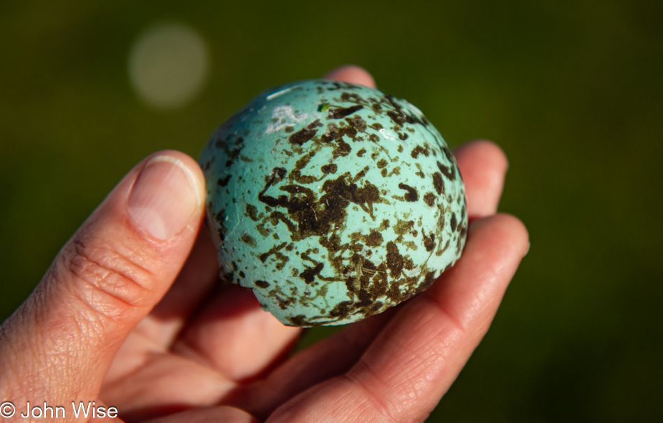 Murre egg in Depoe Bay, Oregon