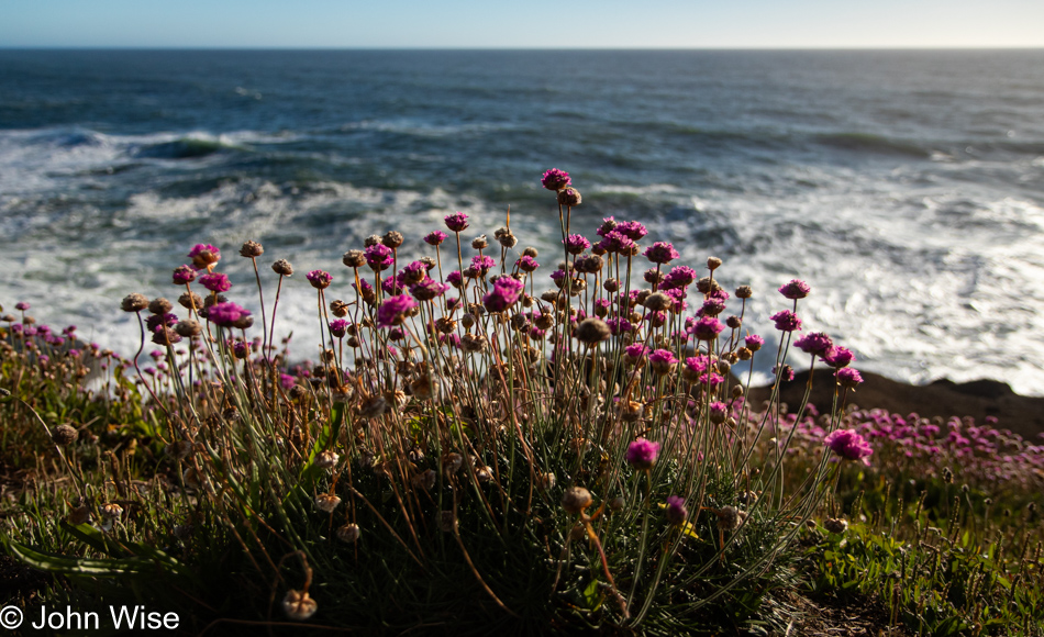 Wildflowers on the coast of Depoe Bay, Oregon