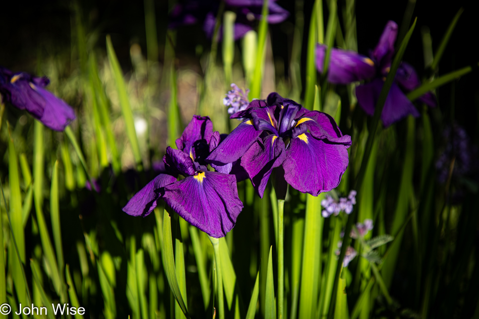 Irises at dawn in Depoe Bay, Oregon