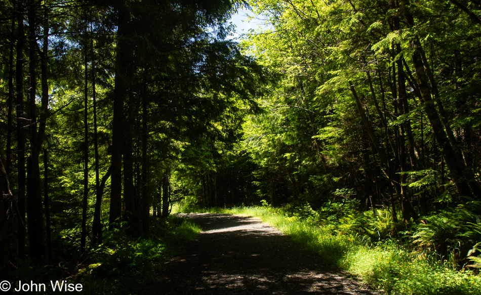 Logging trail in Depoe Bay, Oregon