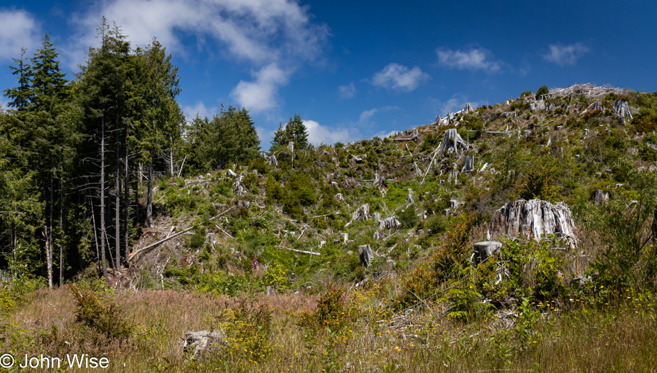 Logging trail in Depoe Bay, Oregon