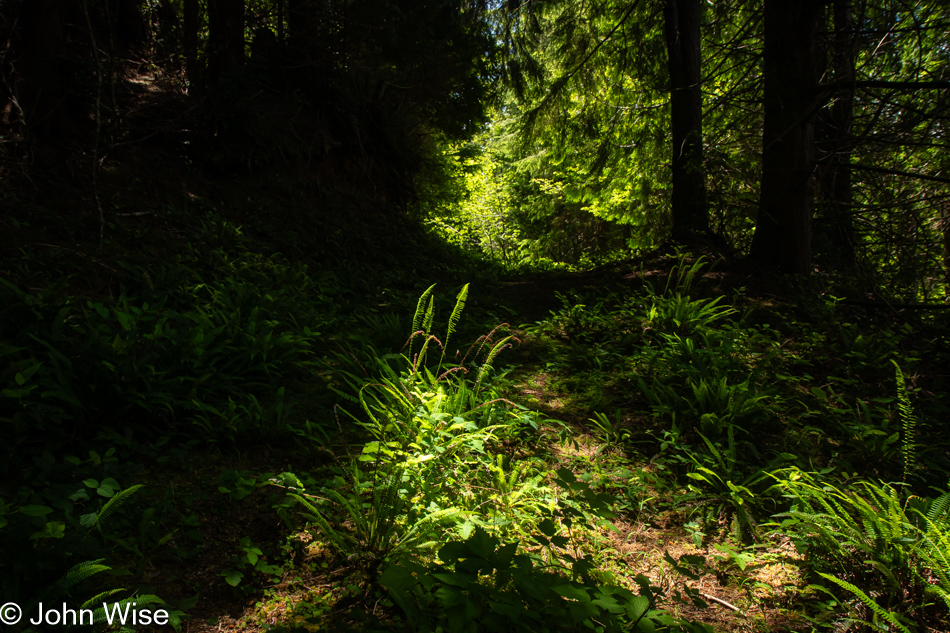 Logging trail in Depoe Bay, Oregon