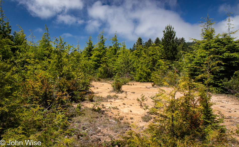 Logging trail in Depoe Bay, Oregon