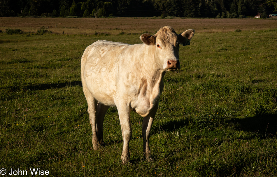 Charolais Cow in Siletz, Oregon