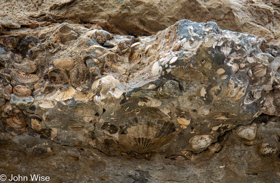 Fossils on Moolack Beach north of Wade Creek in Newport, Oregon