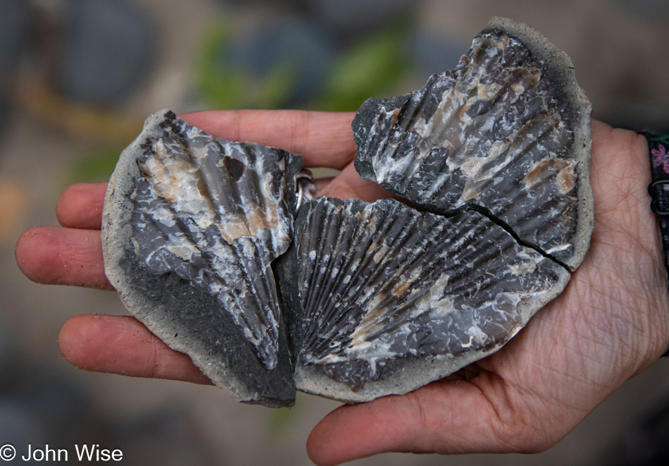 Fossils on Moolack Beach north of Wade Creek in Newport, Oregon