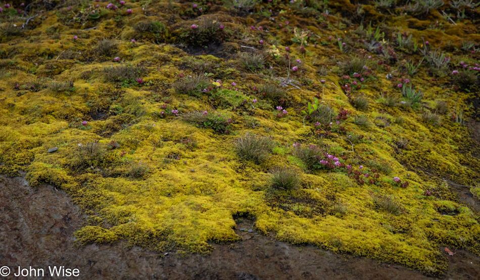 Mossy cliffside on Moolack Beach north of Wade Creek in Newport, Oregon