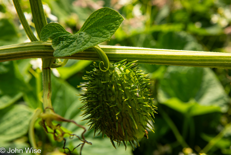 Coastal manroot a.k.a. western wild cucumber in Depoe Bay, Oregon