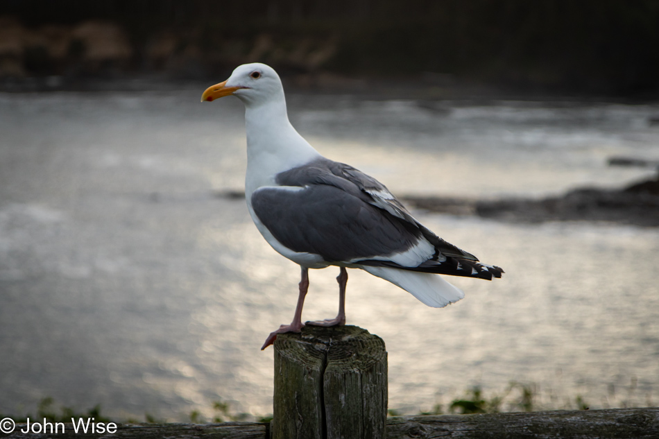 Seagull at Boiler Bay in Depoe Bay, Oregon