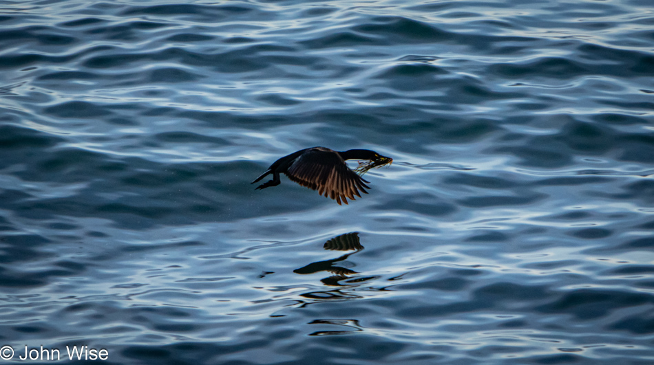 Cormorant at Boiler Bay in Depoe Bay, Oregon