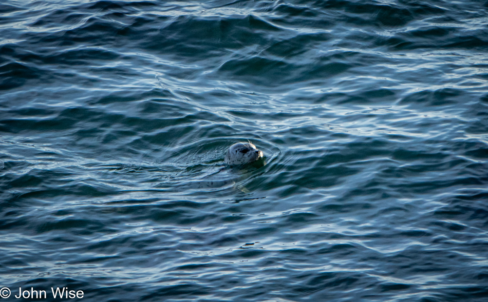 Seal at Boiler Bay in Depoe Bay, Oregon