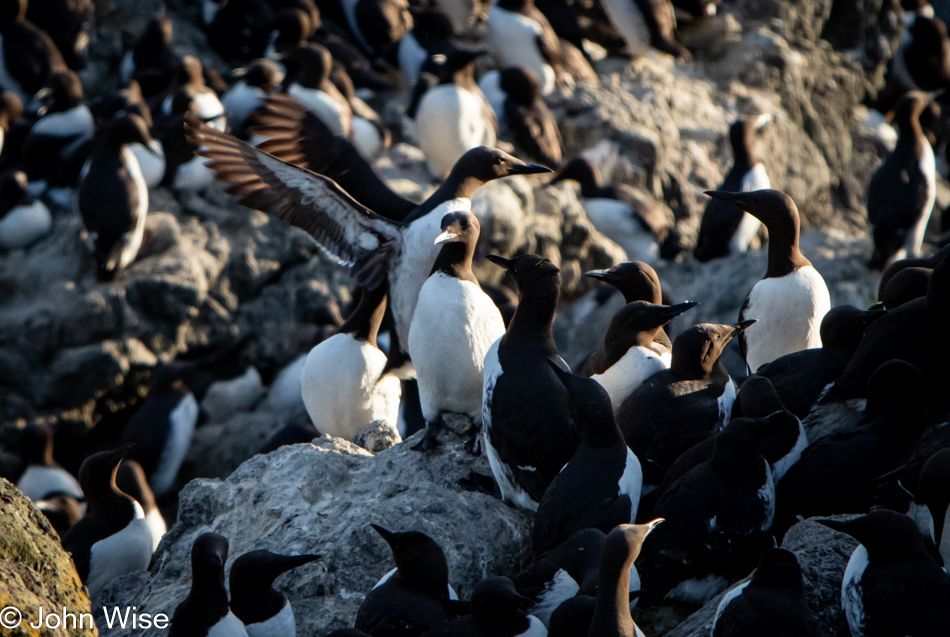 Murres at Boiler Bay in Depoe Bay, Oregon