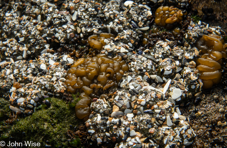 Tide Pools at Seal Rock State Recreation Site in Seal Rock, Oregon