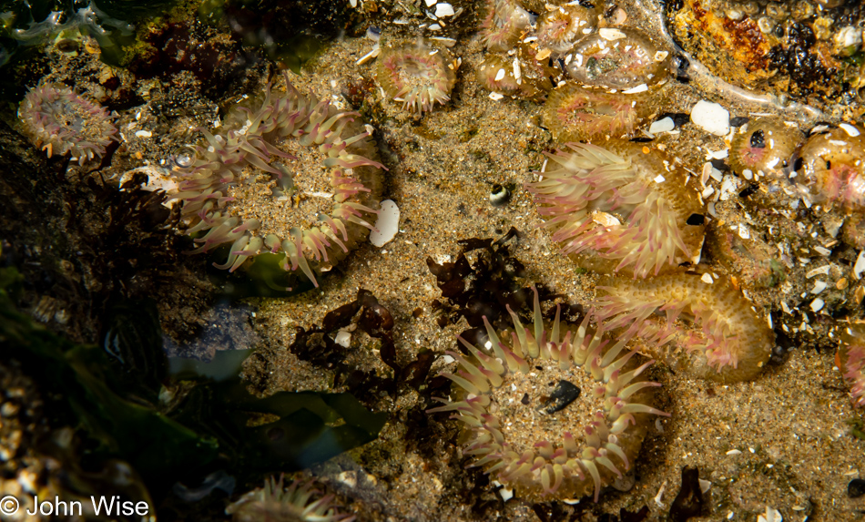 Tide Pools at Seal Rock State Recreation Site in Seal Rock, Oregon