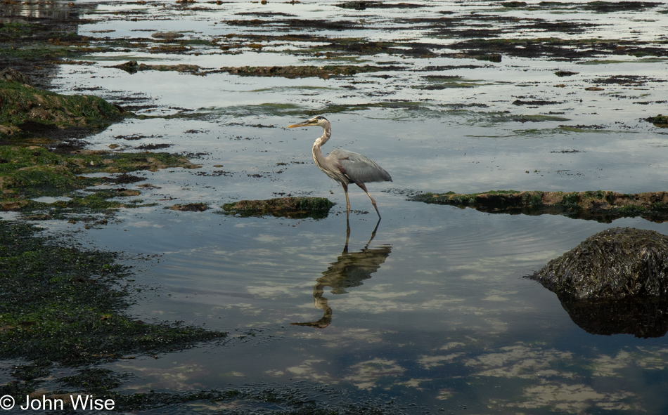 Great Blue Heron at Seal Rock State Recreation Site in Seal Rock, Oregon