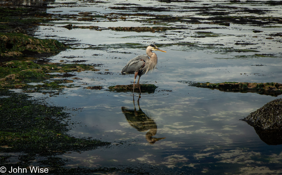 Great Blue Heron at Seal Rock State Recreation Site in Seal Rock, Oregon