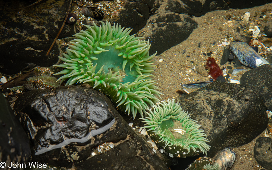 Tide Pools at Seal Rock State Recreation Site in Seal Rock, Oregon