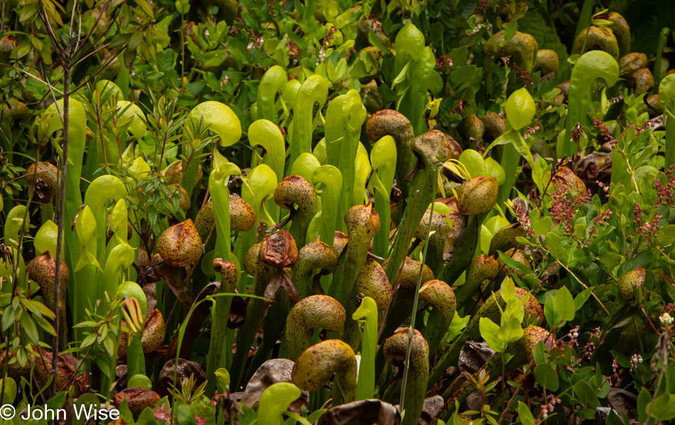 Darlingtonia State Natural Site in Florence, Oregon